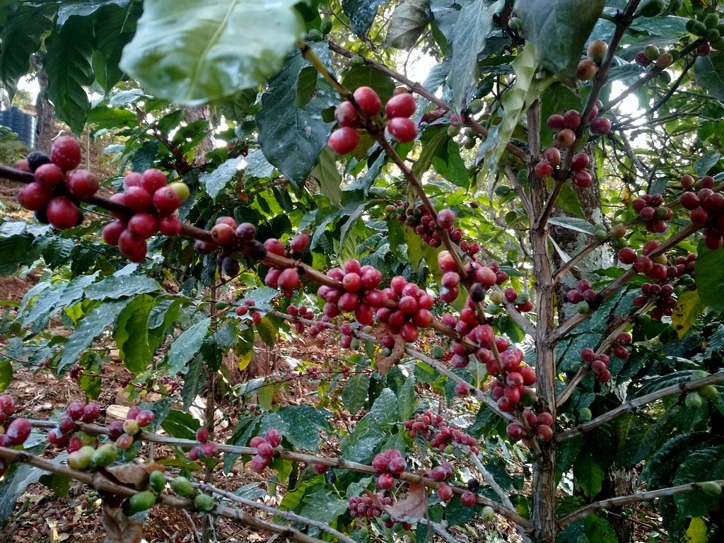 Pillar Coffee Estates
